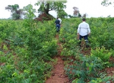 Tecnologia contribui para controle digital de plantas daninhas em plantios de eucalipto