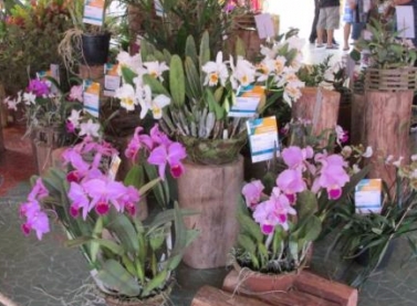 Parque Botânico Vale recebe exposição de orquídeas neste final de semana
