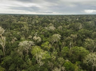 Vale avança na agenda do clima e anuncia US$ 2 bi para reduzir emissões de carbono nos próximos 10 anos