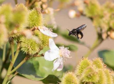 Criação de abelhas sem ferrão proporciona nova fonte de renda no Espírito Santo 