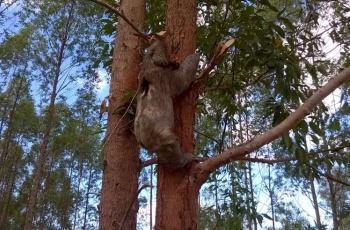 Bicho-preguiça é visto em plantio de eucalipto da Fibria