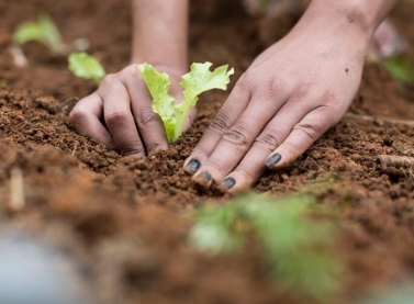 Estudo realizado em Mariana e Barra Longa não recomenda limitações de atividades agropecuárias nem a remoção de moradores