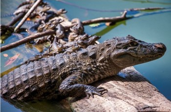 Exposição retrata fauna e flora do Parque Botânico Vale