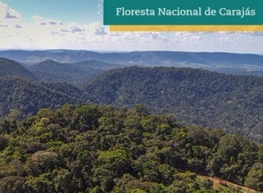 Dia da Amazônia: conheça as ações da Vale para a preservação da vegetação