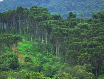 Fibria ultrapassa 20 mil hectares de áreas protegidas