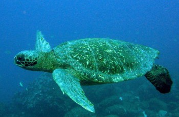 Parceria já tem mais de três mil tartarugas verdes avaliadas