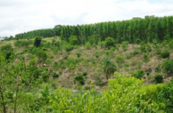 Restauração florestal: Fibria concentra esforços no Espírito Santo