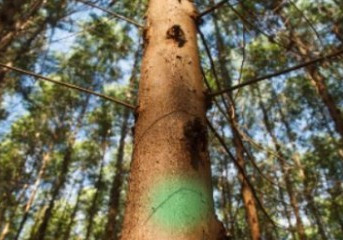 Lubrizol e Suzano firmam parceria para trazer ingredientes naturais e sustentáveis para a indústria de beleza, de cuidados pessoais e cuidados com o lar