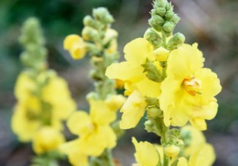 Projeto de Meliponicultura inicia entrega de colmeias na Foz do Rio Doce