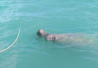 Nasce primeiro filhote de peixe-boi-marinho reintroduzido na Paraíba