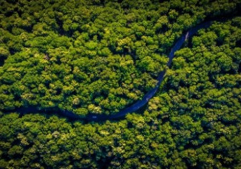 Fundo Vale e Quintessa vão acelerar cinco iniciativas para fortalecer o mercado de carbono florestal no Brasil