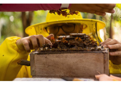 Projeto apoiado pela Hydro incentiva a criação de colmeias e mudas no Pará