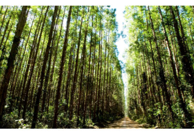 Suzano alcança redução histórica de 61% nos incêndios em suas áreas florestais com ações estratégicas e tecnologia