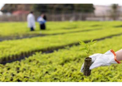 Dia da Árvore: viveiros impulsionam restauração florestal na Bacia do Rio Doce