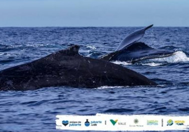 Festival da Baleia promove conscientização ambiental