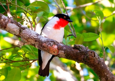 Ave do ES deve brilhar em feira de observadores de aves do Brasil e do mundo