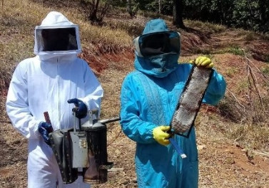 Curso sobre produção de mel é realizado em Dionísio, no Vale do Aço (MG)