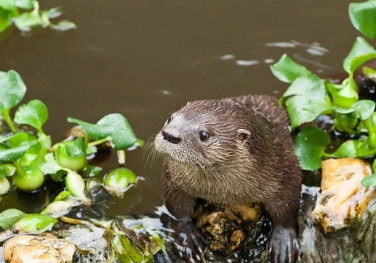 Dia da Biodiversidade terá maratona de vídeos sobre as espécies do Brasil