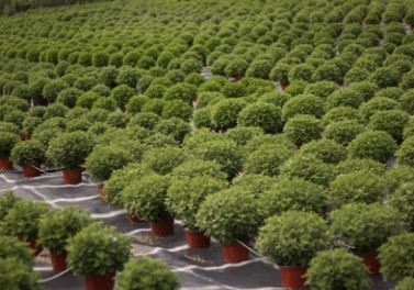 Programa Bandes Economia Verde incentiva boas práticas ambientais e sociais