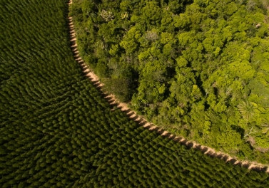 Engenharia Florestal a serviço da produtividade e da sustentabilidade na Suzano