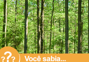 Você sabia que o volume de exportações do setor florestal no Brasil cresceu nos últimos 11 meses?