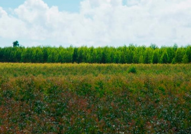 Fibria usa tecnologia inédita no país para monitorar e ter visão tridimensional da floresta