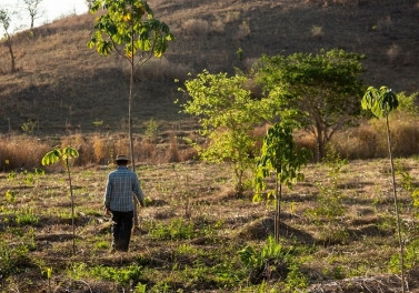 Fundacao Renova lança edital para programa de restauração florestal