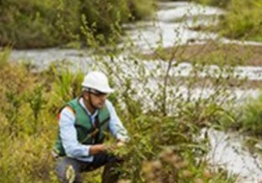 Taxa de sobrevivência de espécies nativas plantadas em área atingida é de 95%