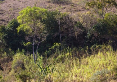 Bacia do Rio Doce terá monitoramento de fauna e flora terrestre