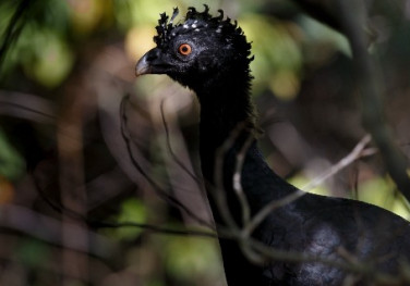 Suzano anuncia meta de longo prazo para conservação da biodiversidade