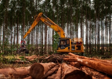 Suzano contrata operadores de colheita em Brasilândia (MS)