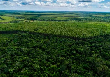 Nova espécie de árvore é encontrada durante monitoramento de biodiversidade da Suzano