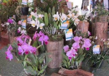 Parque Botânico Vale recebe exposição de orquídeas neste final de semana