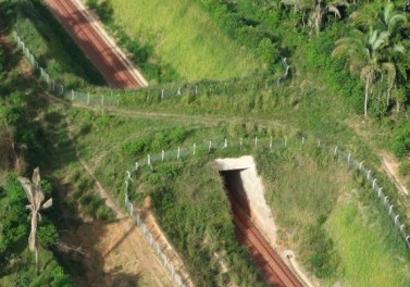 Passagens exclusivas para animais do Ramal Ferroviário S11D beneficiam fauna na Floresta Amazônica