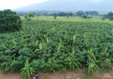 Vale vai proteger e recuperar mais 500 mil hectares de florestas até 2030