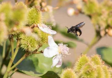 Criação de abelhas sem ferrão proporciona nova fonte de renda no Espírito Santo 