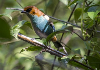 Ave rara saíra-sapucaia é encontrada em área da Fibria