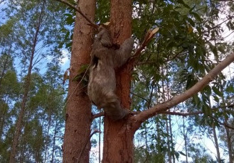 Bicho-preguiça é visto em plantio de eucalipto da Fibria