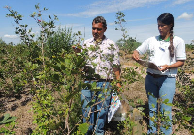 Boas práticas de cultivo e colheita de pimenta-rosa são tema de pesquisa do Incaper