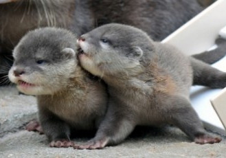 Brasil sedia pela primeira vez encontro internacional para debater ameaça de extinção das lontras