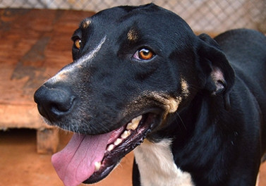 Mariana terá campanha de adoção de cães e gatos neste sábado (2)