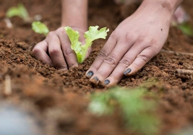 Estudo realizado em Mariana e Barra Longa não recomenda limitações de atividades agropecuárias nem a remoção de moradores