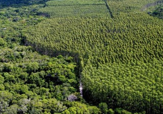 Fibria celebra contrato para venda de terras por R$ 1,65 bilhão