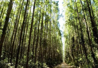 Fibria participa de conferência internacional sobre negócio florestal em Vitória