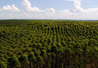 Liberação de crédito do Bandes destinado à agricultura sustentável supera os R$ 3,5 milhões em 2017