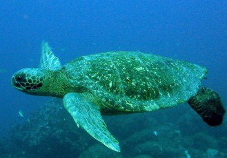 Parceria já tem mais de três mil tartarugas verdes avaliadas