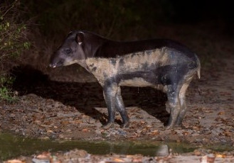 Pró-Tapir conta com novo sistema de monitoramento das antas e desenvolve pesquisa inédita