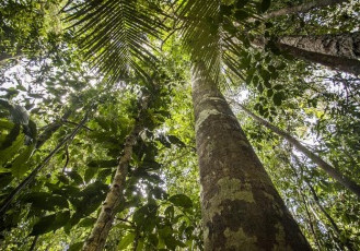 Programa da Fibria enriquece Mata Atlântica com mais de 6,7 milhões de árvores