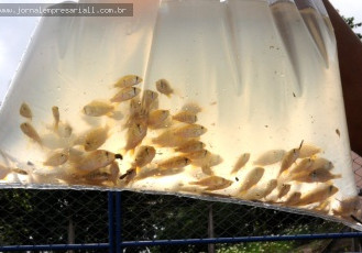 Samarco e comunidade pesqueira realizam a soltura de peixes na Lagoa de Mãe-Bá